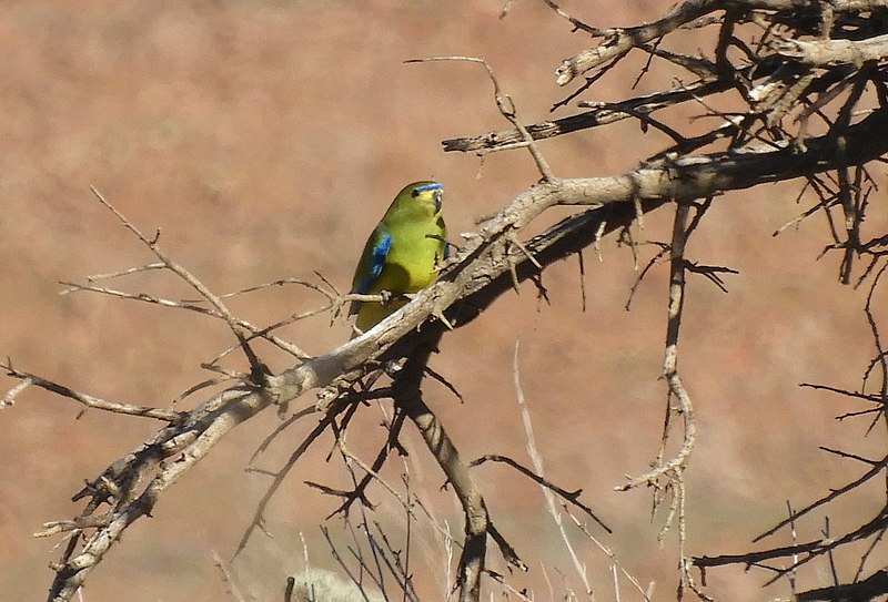 51 Most Common Western Australia Birds The Worlds Rarest Birds